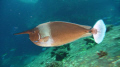 Unicorn Fish.  Diving with MV Queen Scuba in December 2010 in the Similan Islands, Andaman Sea.  He swam right past me and I was lucky to have snapped this shot - which seems to be ...almost... in focus.  Picture using a Panasonic Lumix DMC-TZ15