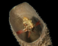 I spotted this Rock Hind hiding out in a tube sponge.  As I took the picture, it had this look as if to say 