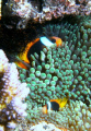 A family of clown fish I snuck up on while snorkeling at the Fish Bowl on Briggs Reef. This was on my first dive trip to the Great Barrier Reef.

This is cropped from a photo taken with a SeaLife DC800 with its integrated flash.