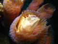 Good things come to those who wait! Opening wide! A frogfish inside an Azure Vase Sponge feeding.