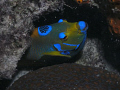 Angel Fish in Bonaire.