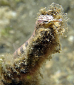 Pipefish. Photo taken in Lembeh Straith.  
Nikon D90. Ikelite housing + 1 DS160 Strobe, and nikon AF-S 60mm f/2.8G ED