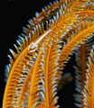 Crinoid crab.  Shot in Puerta Galera, Philippines