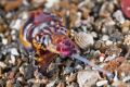 Just another muck dive in Lembeh. Tiny flamboyant cuddlefish going for the kill. Tomorrow's upload will show the result.