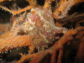 Frog Fish, Night Dive