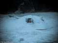 Black & White of a Sting Ray hidden in the sand.