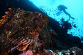 Scorpionfish studying som strange fishes :)