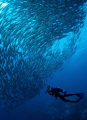 Schooling Jacks off the Island of Bohol in the Philippines