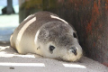 Abrolhos Islands