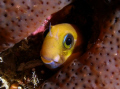 Lyre-Tail Combtooth Blenny