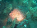 Scorpionfish flashing its body.