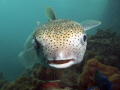 Puffer fish,