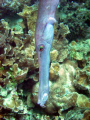 Trumpetfish hunting