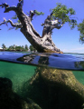 Mangrove in Padre Burgos