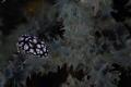 nudibanch taken in bali aroudt the uss liberty.