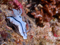 Shot in Puerta Galera Philippines.  One of the many dive sites, although I cant remember which one..  60 mm lens, D200, Sea and Sea housing. Dual strobes.