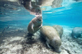 Placid manatees at Crystal River, Florida, taken with Canon 50D/10-22 mm lens in a Ikelite housing