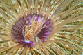 Night time Anemone.  Shot with a 60mm.  Taken in Sabang Bay, Puerta Galera Philippines.