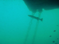 Barracuda on a SPM buoy