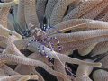 Squat Shrimp on an Anemone taken at Tori's Reef in Bonaire. Camera used was Canon G10.