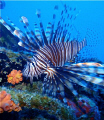 Lion Fish on a wreck off St Marten. These fish are indigenous to the South Pacific, but are a real problem in the Carribbean having no known predators. This fish was caught and dissected by marine biologists 2 days later.