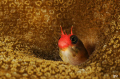 Cocos barnacle blenny... a Cocos Island endemic and rarely seen in pictures... they are everywhere... one of the small wonders of this island... Nikon D300 105 mm macro