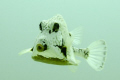 A trunk fish. It was hanging around, looking for food by blowing water over the sand. I was passing by and observing to find an interesting angle.
