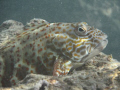 Stocky hawkfish at Hanauma Bay on Oahu, Hawaii.