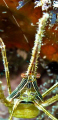 yellowline arrow crab