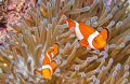 Two False Clownfish in their anemone, taken at Wakatobi, September 2010.