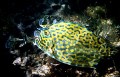 In shallow water outside a mangrove swamp in Cuba I find this scrawled cowfish.
Lactophrys quadricornis
