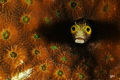 secretary blenny within hard coral... cropped to enhance composition and texture... Nikon D300 105 mm two D160 strobes...