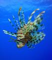 Lionfish! Sony Cybershot.