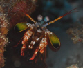 Manta Shrimp peaking out to see if coast is clear.