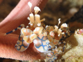 A pair of Harlequin Shrimp munching on a Sea Star