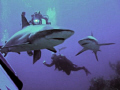 Shark Dive with Caribbean Reef Sharks on Aqua Cat Liveaboard!