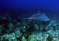 Eagle Spotted Ray @ Pozas Guanica,PR