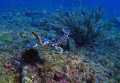 Green Turtle @ El Natural Beach Aguadilla, PR