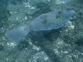 File fish swimming and feeding off rocks at Boynton Beach, Fl not more than 100yds off shore