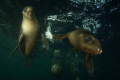 Los Islotes Sea Lions