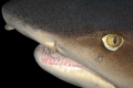 resting white tips are excelent for macro shots... I had to take my 105 mm during one of the Bajo Alcyone dives and give it a try... I like how the shark skin texture is detailed here... Nikon D300 105 mm 2 DS160 flash