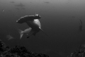 after setting myself up on a ledge, hammerheads started passing by... I got ready for the opportunity to shot one as close as possible... this one started turning as I started taking pics... Nikon D300 Tokina 10-17 mm No flash