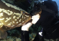 The Nasau Groupers in Little Cayman are very friendly.
This is a self portrait taken in about 50 feet off Bloody Bay Wall.