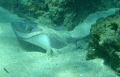 Medium Ray spotted snorkeling the rocks at Boynton Beach, Fl at Ocean Inlet Park in about 9 feet of water. Photographed with an Olympus 8000.