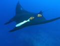Manta with clarions.Taken at Socorro Islands the Clarion Angelfish are Manta cleaners and endemic to that area.