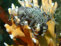 Basket star perched on a head of Noble Coral. 
Taken in Port Elizabeth, South Africa