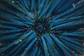 Close up of the madreporite on a Spiny Urchin.

Photo taken at Isabela Island in the Galapagos Islands