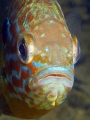 Pumpkinseed Sunfish Portrait