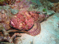 Red Stonefish lurking at the bottom of Kahonee Reef, Grenada, WI. Taken with a Canon G9 in Canon Housing.