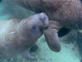 Manatee calf nursing with mother.